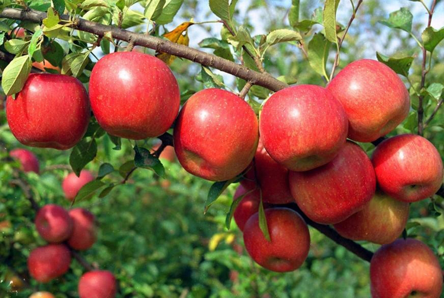 helambu-to-revitalize-identify-as-a-hub-of-apples