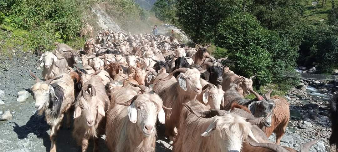 bhote-communities-in-bajura-start-migrating-to-lower-areas-with-their-sheep-to-avoid-biting-winter-cold