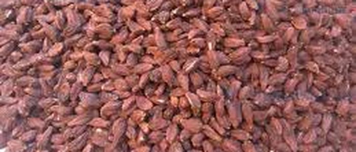 federal-government-to-take-initiative-for-setup-of-cardamom-processing-centre