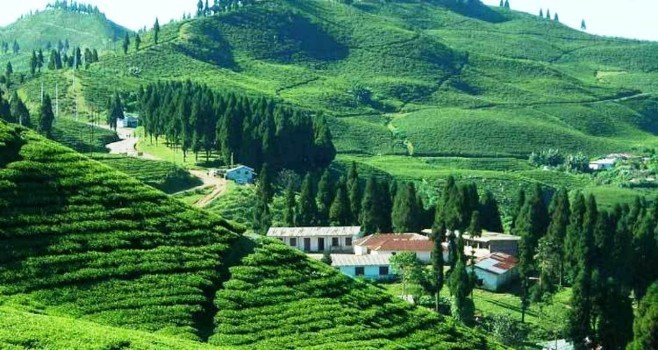 favourabe-weather-helps-improve-tea-production