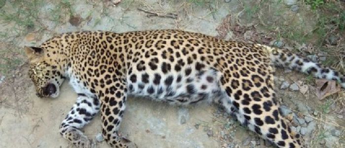 adult-female-leopard-found-dead