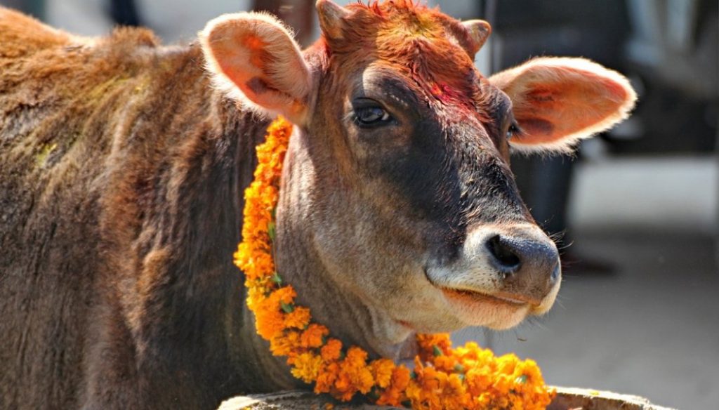 gai-puja-govardhan-puja-and-mha-puja-being-observed