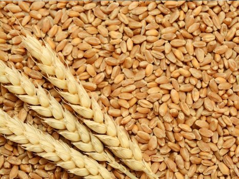 farmers-demand-for-wheat-seeds-not-met