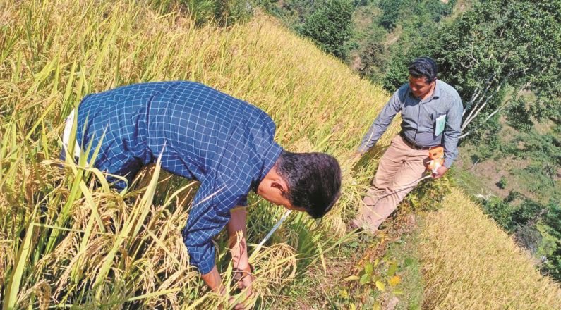 paddy-production-increases-in-bagmati-state