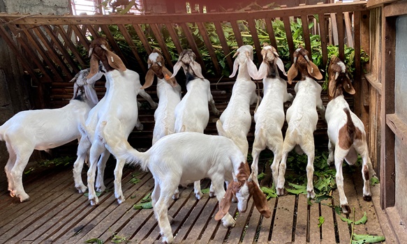 goat-rearing-makes-ale-a-millionaire