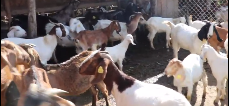 success-of-goat-farming-through-cooperative-mauja-villagers-in-kaski-save-rs-9-million-a-year