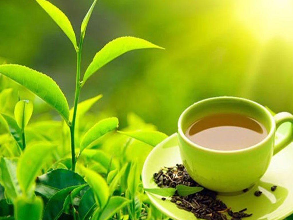 ctcf-to-offer-training-for-enhancing-tea-quality