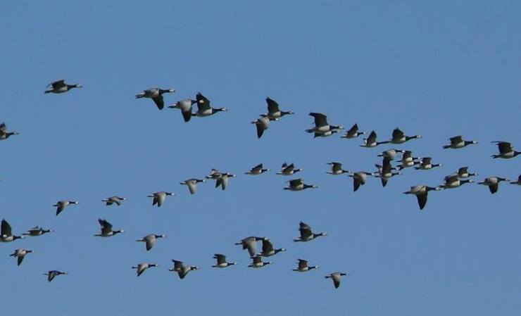 kanchanpur-sees-increasing-inflow-of-migratory-birds