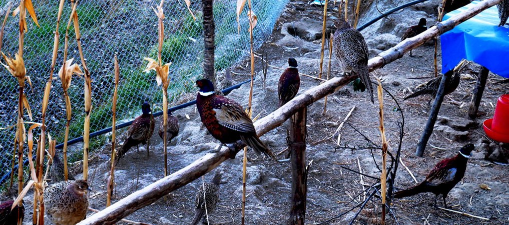 kalij-pheasant-rearing-started-amid-lockdown-begins-to-thrive