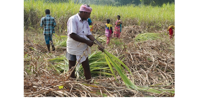 farmers-giving-up-sugarcane-farming