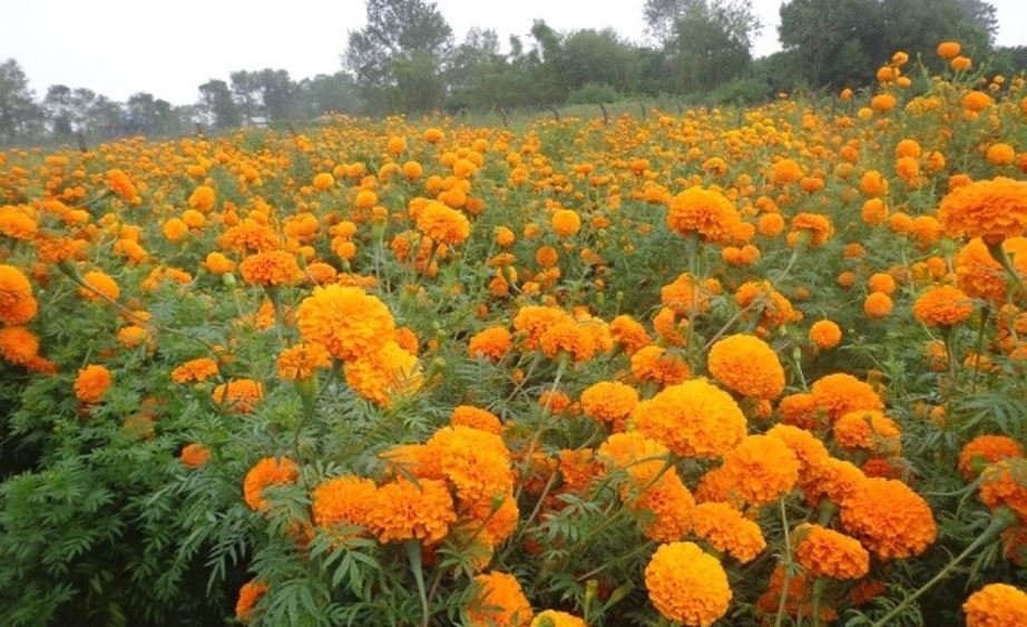 country-gains-self-sufficiency-in-marigold-flower-trade-declining