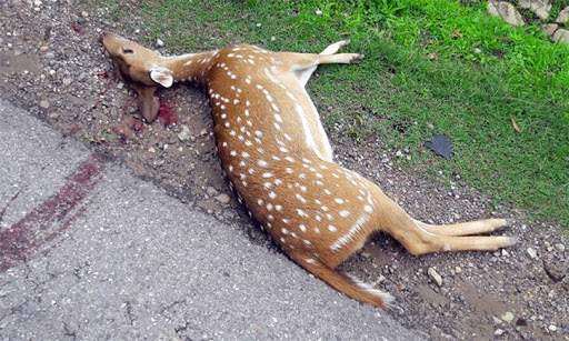 108-wild-animals-killed-in-road-accident-in-a-year