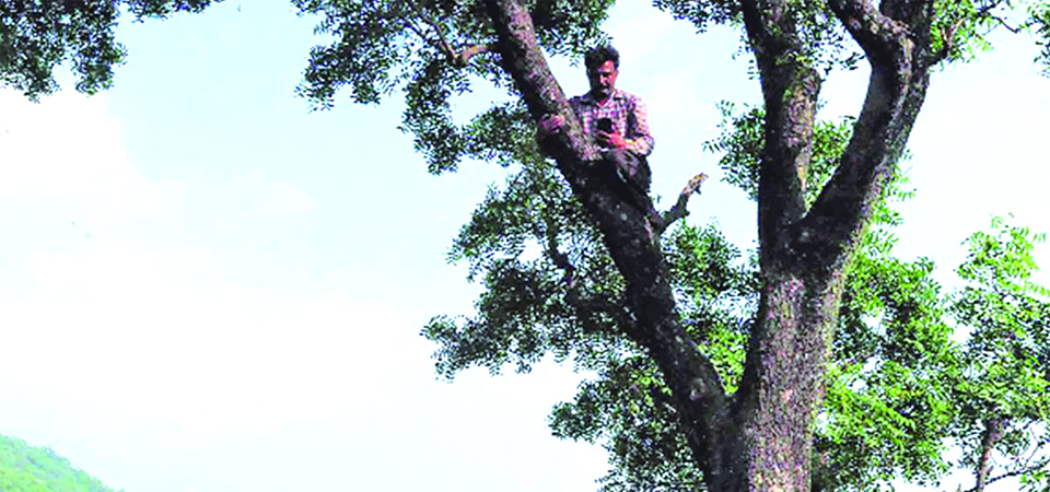 forced-to-climb-up-tree-to-make-phone-connections