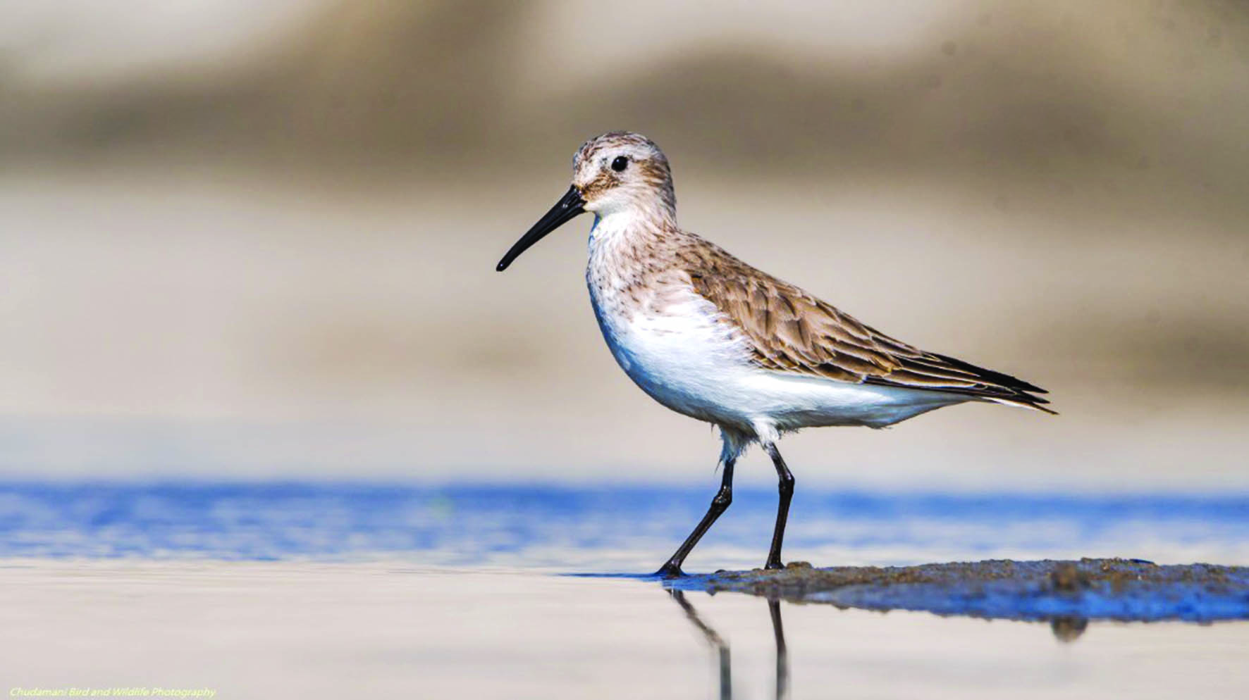 population-of-migratory-waterbirds-declines