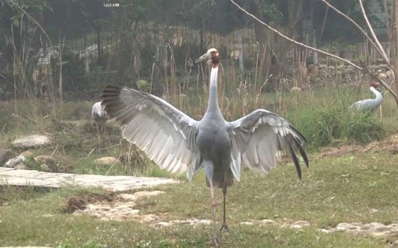 lumbini-becoming-centre-of-attraction-for-birds