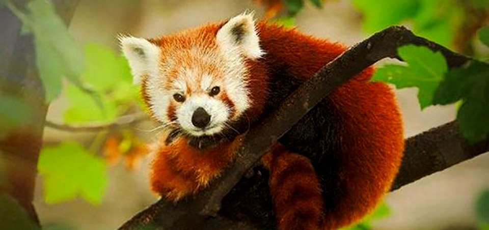 red-panda-in-school-curriculum