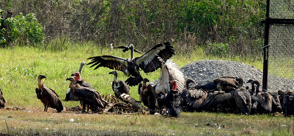 vultures-release-in-natural-habitat-postponed