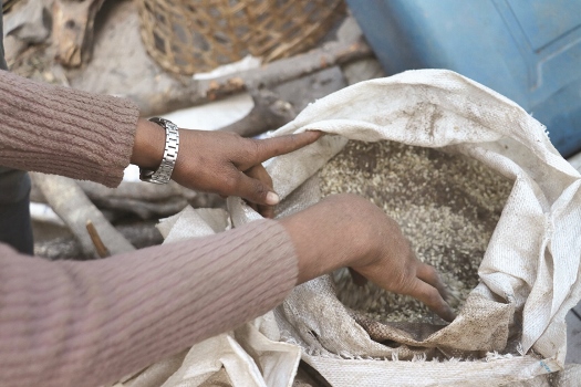 rice-distributed-in-humla-found-to-be-rotten