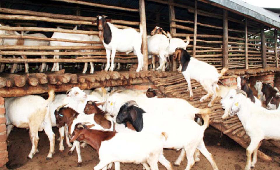 women-given-grant-assistance-for-goat-rearing