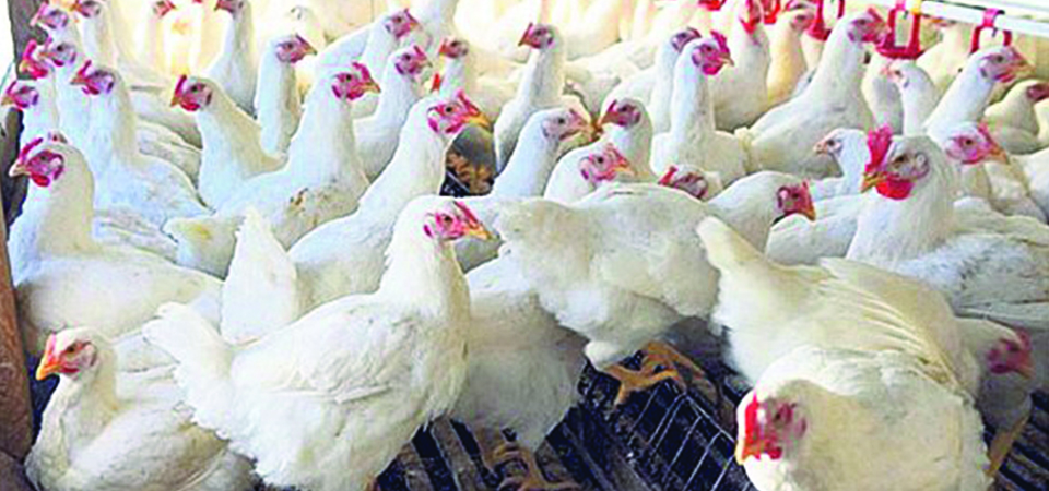 bird-flu-seen-at-tarkeshwor-municipality-comes-under-control