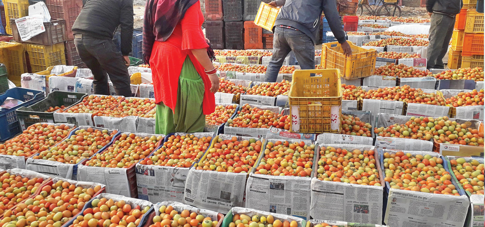 price-rise-pleases-sarlahi-tomato-farmers