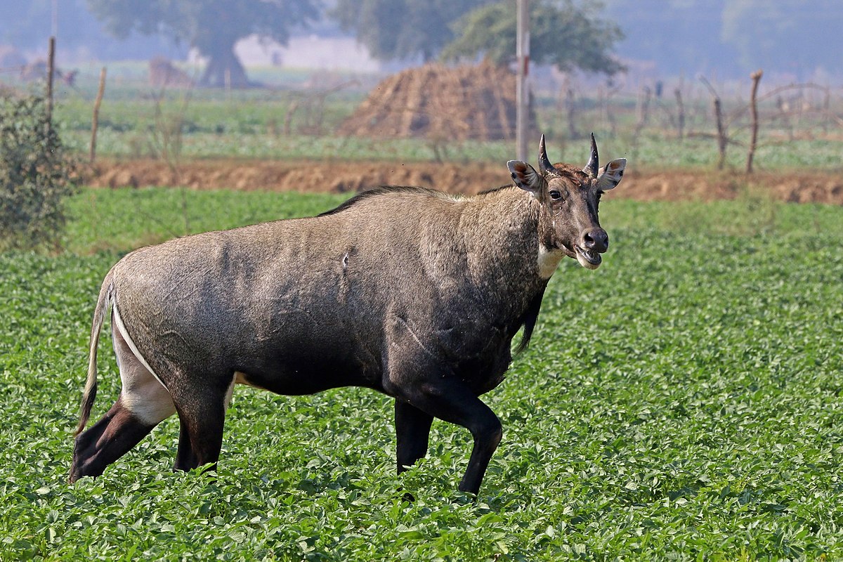 nilgai-terror-in-rautahat