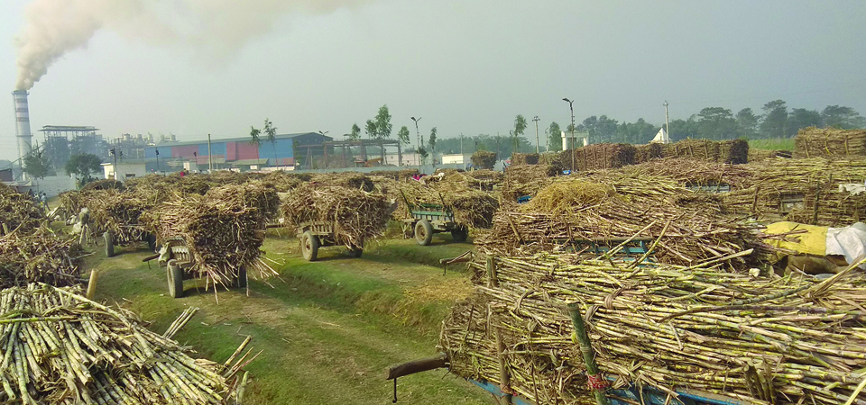 indushankar-sugar-mill-pays-farmers-regularly