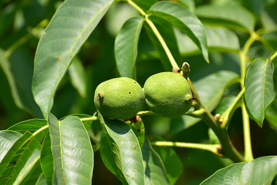 humla-imports-chandler-walnut-from-turkey