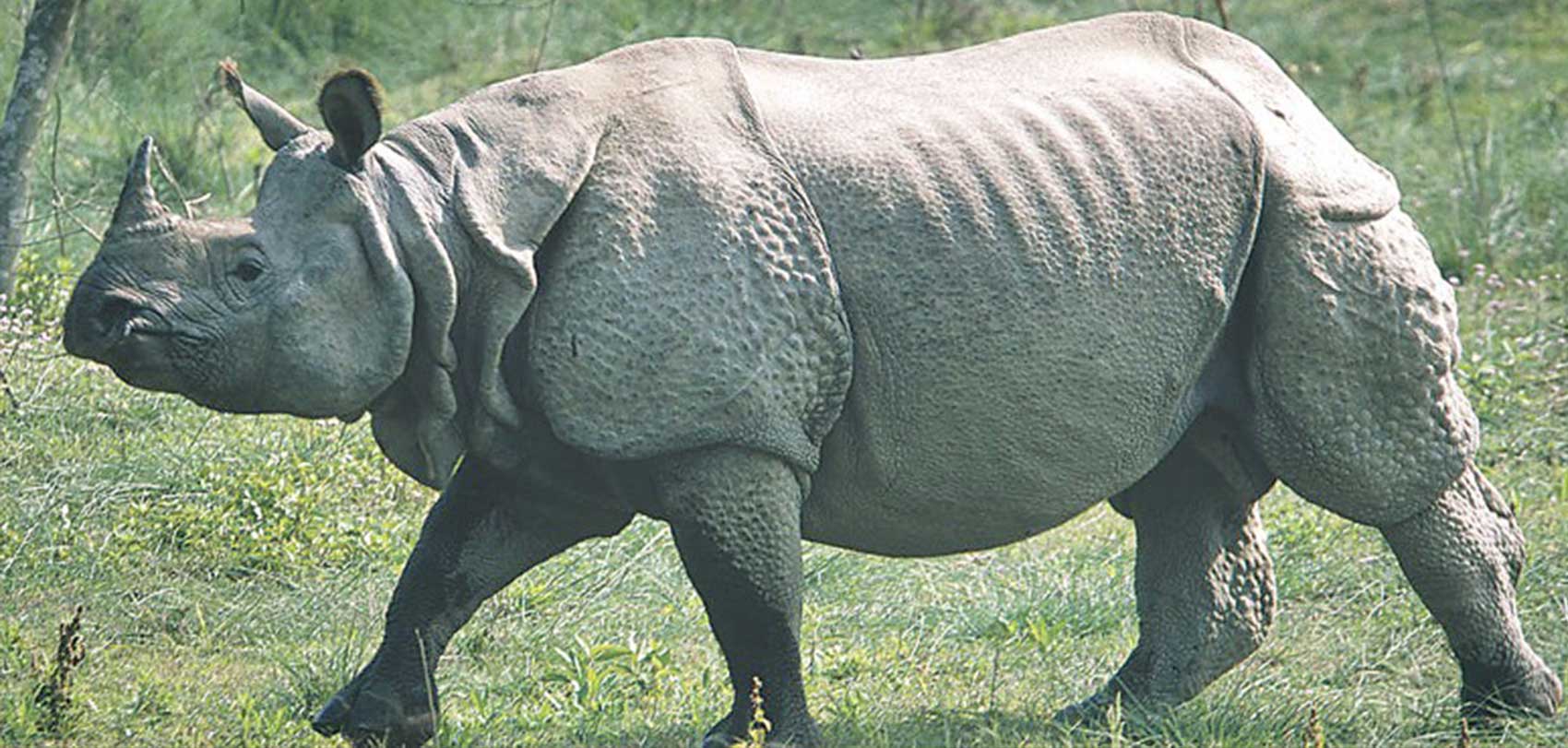 fourteen-arrested-for-rhino-poaching