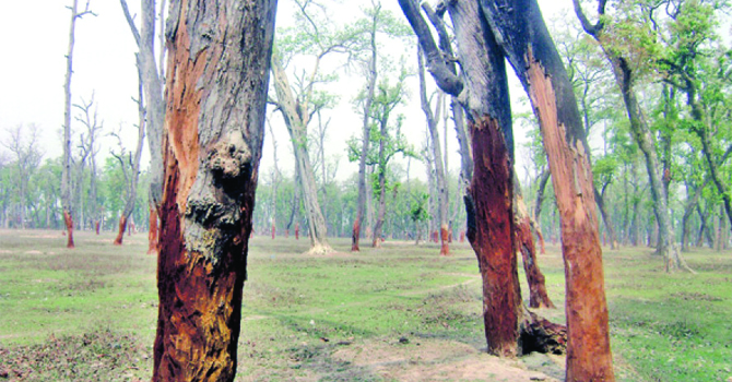 forest-encroachment-rampant-in-bara