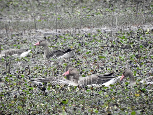 lake-encroachment-drives-away-birds