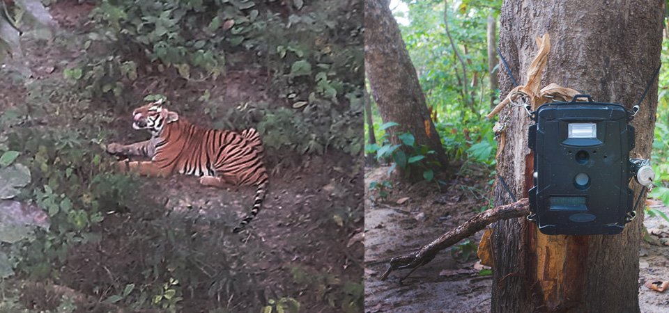 cameras-installed-to-track-man-eating-tiger-in-kailali