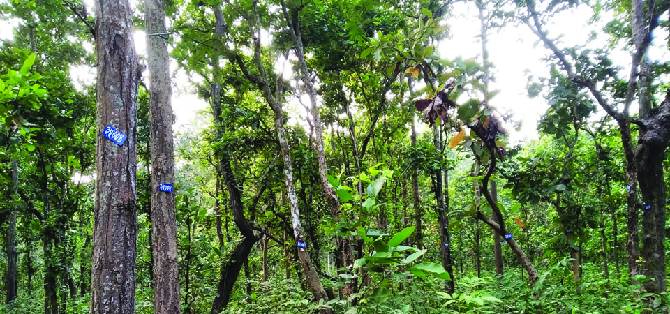 number-of-trees-that-need-to-be-felled-being-counted