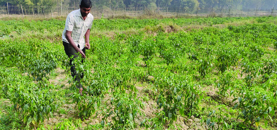 farming-more-lucrative-than-foreign-employment