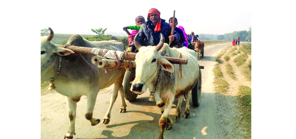 once-common-bullock-carts-losing-out-to-tractors-bikes