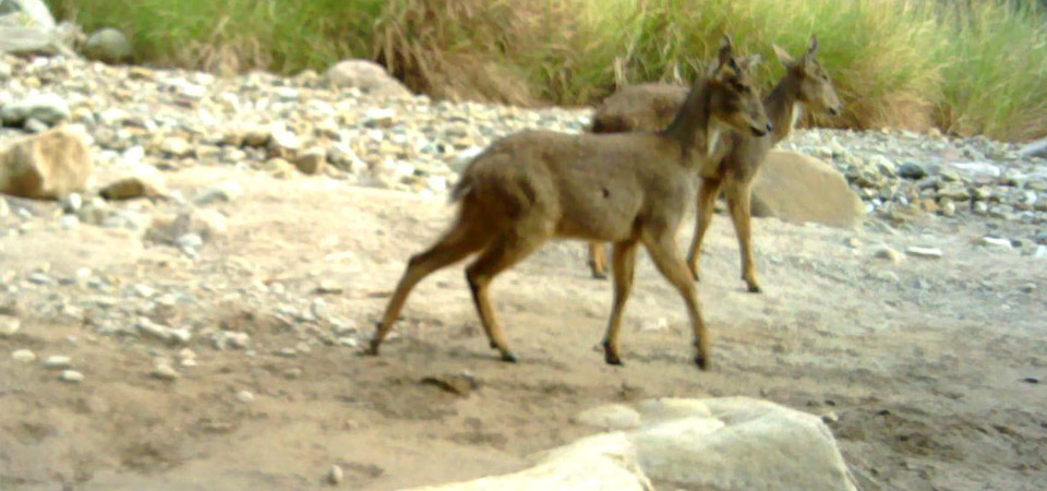 himalayan-gorals-sighted-in-shuklaphanta