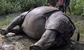 rhino-tiger-found-dead-in-chitwan-national-park-area