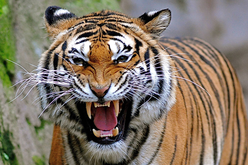 eight-killed-in-tiger-attack-in-bardiya