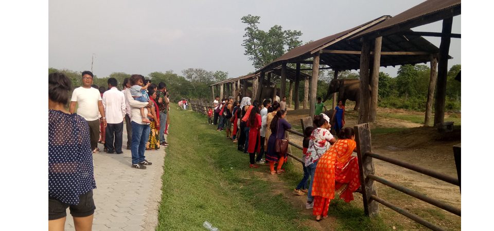 sauraha-sees-more-domestic-tourists