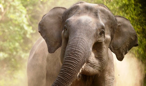 woman-killed-in-elephant-attack