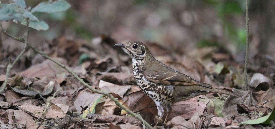 bird-of-a-new-species-detected