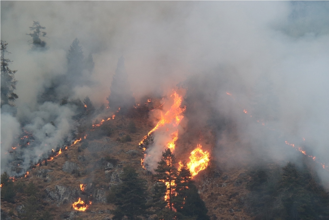 bushfire-at-multiple-places-reported-for-over-a-month-bodies-concerned-remain-silent