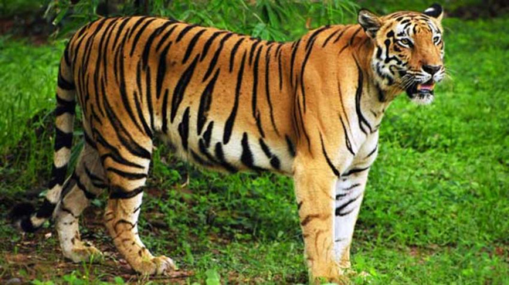 high-alerts-placed-after-killer-tiger-escapes-from-enclosure