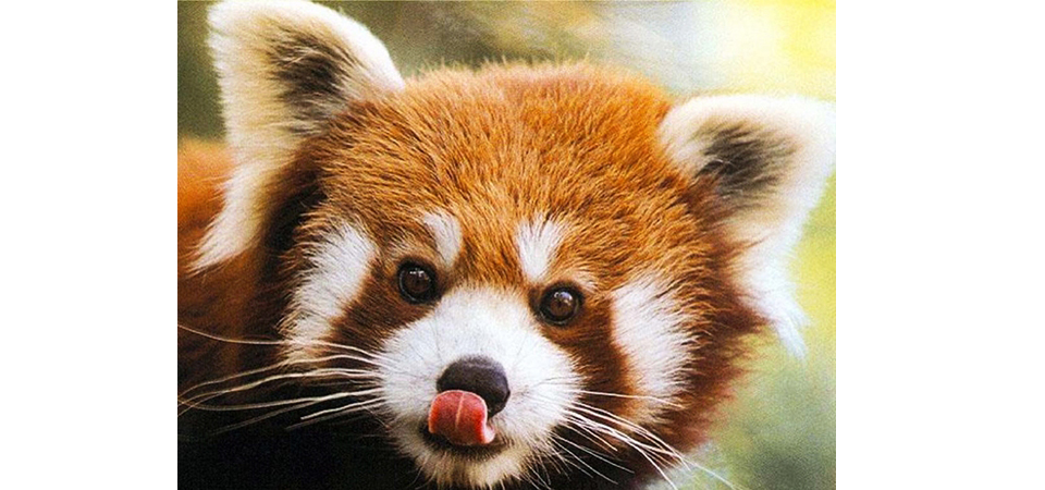 red-panda-habitat-at-risk-due-to-rapid-road-construction