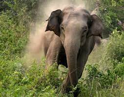 man-killed-in-tusker-attack-in-dhanusha