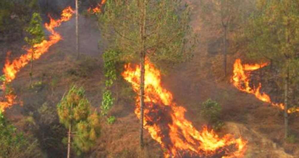 fire-incidents-increase-in-kanchanpur-forests