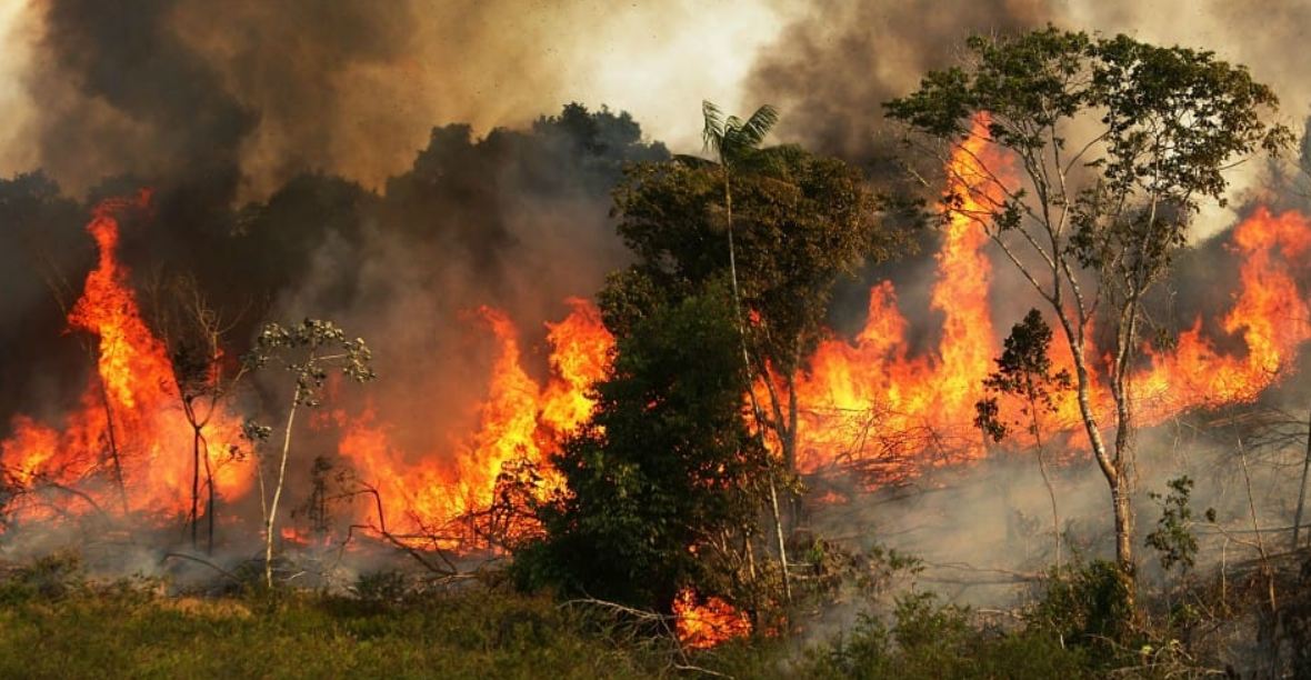 25-hectares-forest-affected-by-fire-in-langtang-national-park