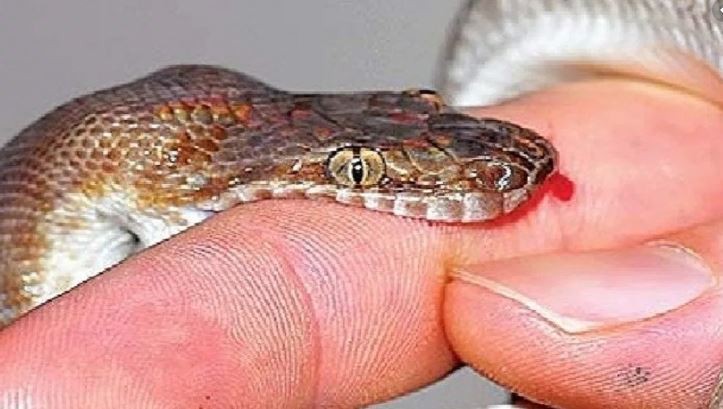 cases-of-snakebites-increase-with-rising-temperature