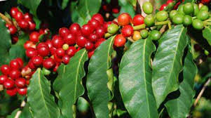 govt-assists-coffee-farmers-in-ilam