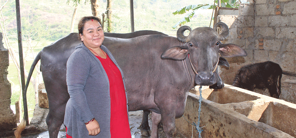 damauli-woman-earns-rs-700000-a-year-by-selling-milk